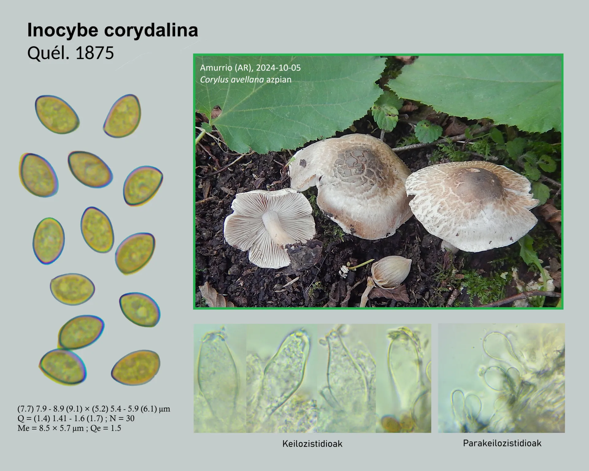 Microscopía de Inocybe corydalina